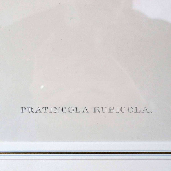 JOHN GOULD & H.C. RICHTER Hand Colored Lithograph, Pratincola Rubicola