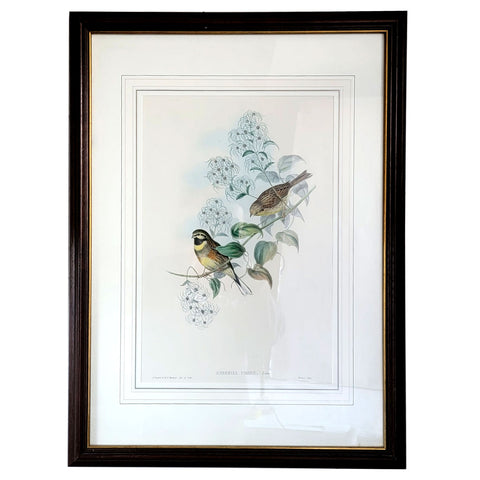 JOHN GOULD & H.C. RICHTER Hand Colored Lithograph, Emberiza Cirlus