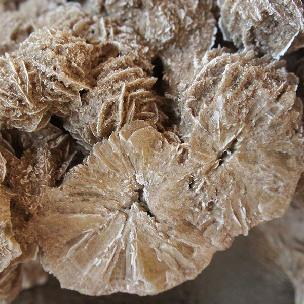 Very Large Selenite Desert Rose Crystal Cluster Rock Formation