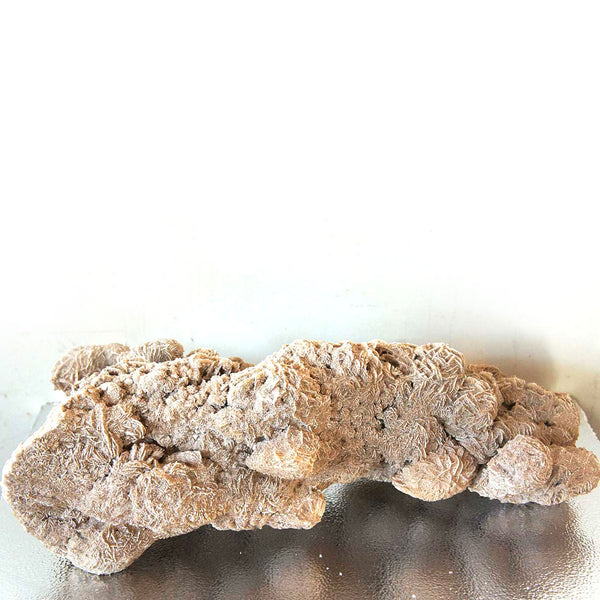 Very Large Selenite Desert Rose Crystal Cluster Rock Formation