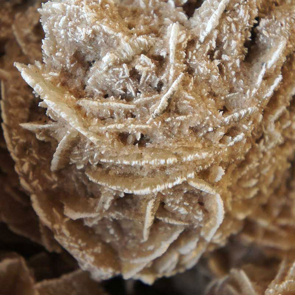 Very Large Selenite Desert Rose Crystal Cluster Rock Formation