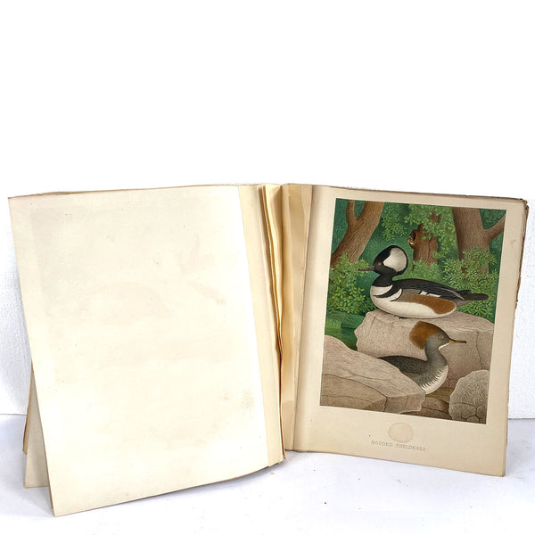 Rare Book THOMAS G. GENTRY Nests and Eggs of Birds of the United States