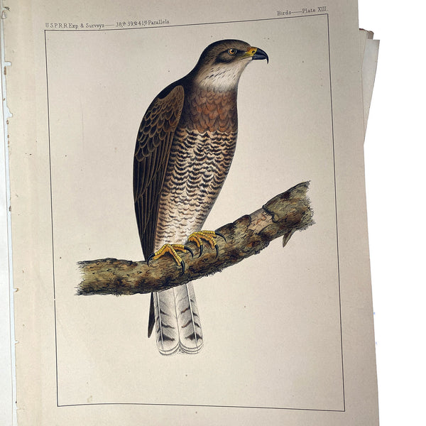 Rare Book THOMAS G. GENTRY Nests and Eggs of Birds of the United States