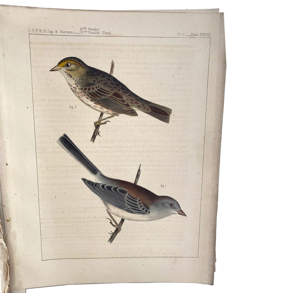 Rare Book THOMAS G. GENTRY Nests and Eggs of Birds of the United States