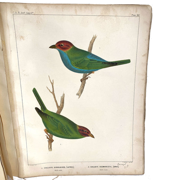 Rare Book THOMAS G. GENTRY Nests and Eggs of Birds of the United States