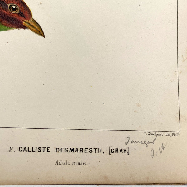 Rare Book THOMAS G. GENTRY Nests and Eggs of Birds of the United States