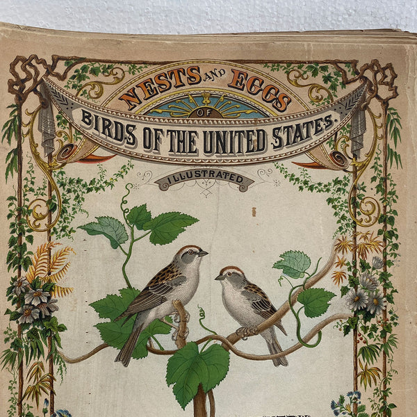 Rare Book THOMAS G. GENTRY Nests and Eggs of Birds of the United States