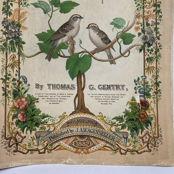 Rare Book THOMAS G. GENTRY Nests and Eggs of Birds of the United States