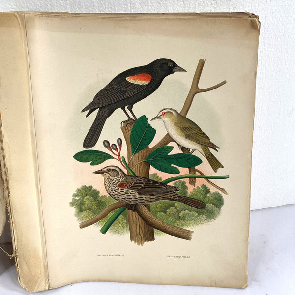 Rare Book THOMAS G. GENTRY Nests and Eggs of Birds of the United States