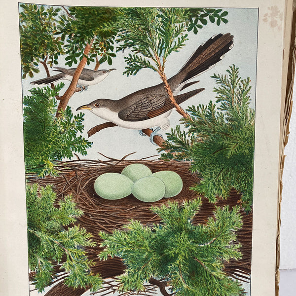 Rare Book THOMAS G. GENTRY Nests and Eggs of Birds of the United States