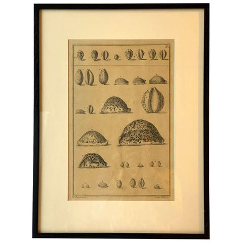 ANTONIO PAZZI after GIUSEPPE MENABUONI Engraving, Cowrie Seashells (Plate 14)