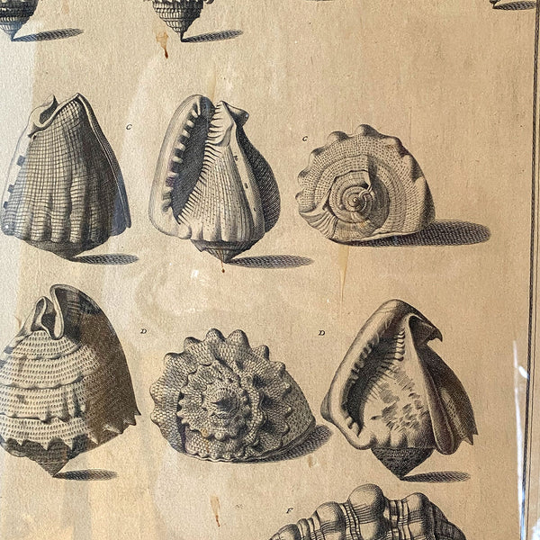 ANTONIO PAZZI after GIUSEPPE MENABUONI Engraving, Seashells (Plate 40)