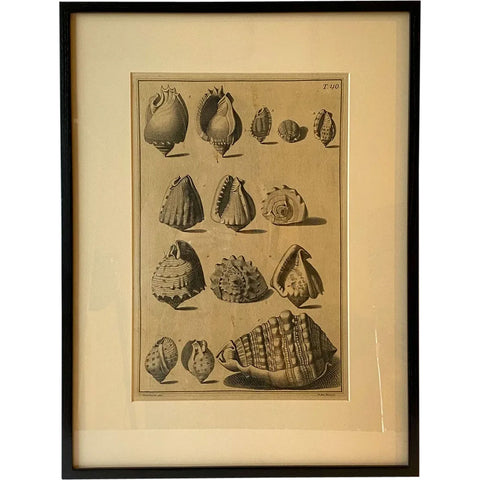 ANTONIO PAZZI after GIUSEPPE MENABUONI Engraving, Seashells (Plate 40)