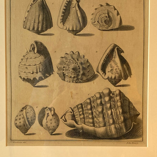 ANTONIO PAZZI after GIUSEPPE MENABUONI Engraving, Seashells (Plate 40)