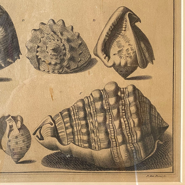 ANTONIO PAZZI after GIUSEPPE MENABUONI Engraving, Seashells (Plate 40)