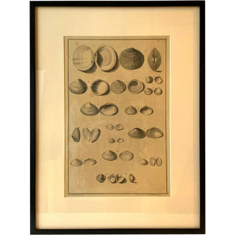 ANTONIO PAZZI after GIUSEPPE MENABUONI Engraving, Seashells (Plate 77)