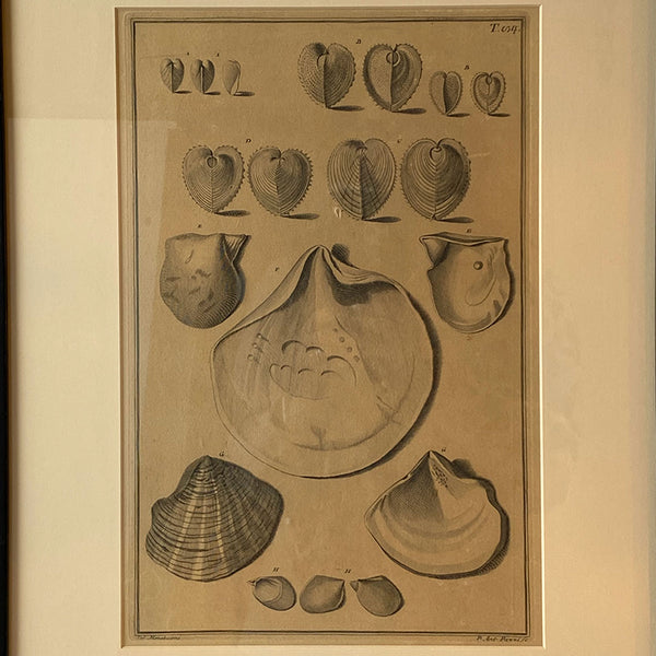 ANTONIO PAZZI after GIUSEPPE MENABUONI Engraving, Seashells (Plate 54)