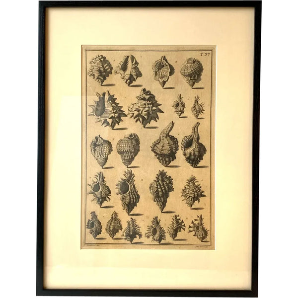 ANTONIO PAZZI after GIUSEPPE MENABUONI Engraving, Seashells (Plate 37)