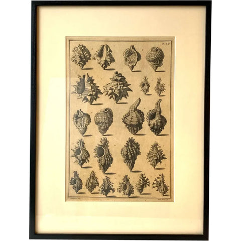 ANTONIO PAZZI after GIUSEPPE MENABUONI Engraving, Seashells (Plate 37)