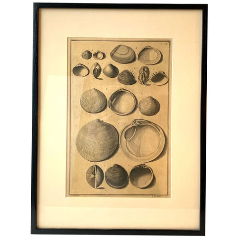ANTONIO PAZZI after GIUSEPPE MENABUONI Engraving, Seashells (Plate 76)