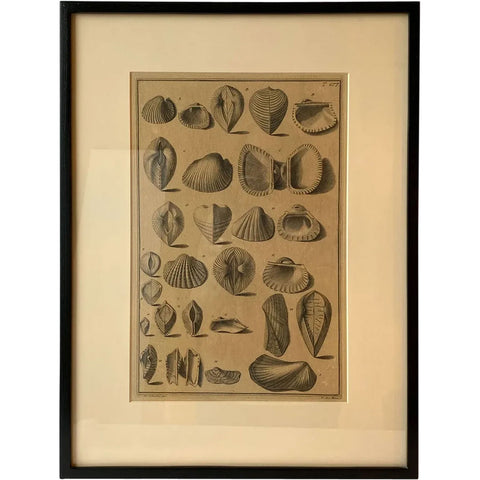 ANTONIO PAZZI after GIUSEPPE MENABUONI Engraving, Seashells (Plate 57)