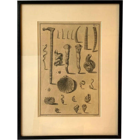 ANTONIO PAZZI after GIUSEPPE MENABUONI Engraving, Seashells (Plate 10)