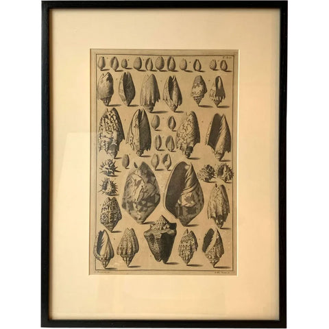 ANTONIO PAZZI after GIUSEPPE MENABUONI Engraving, Seashells (Plate 25)