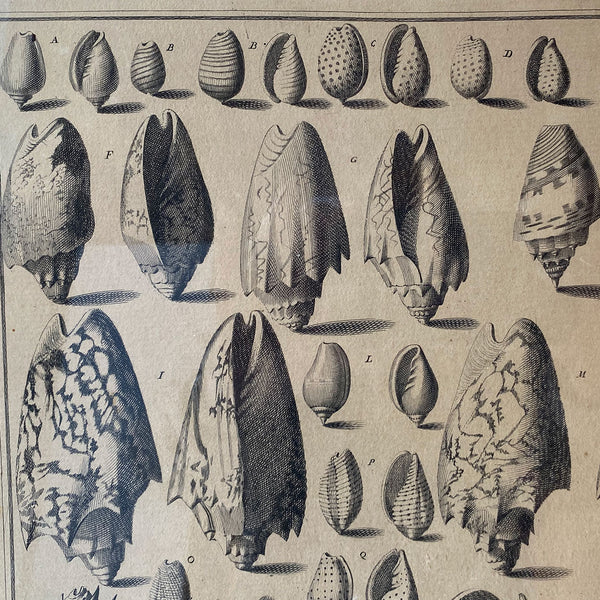 ANTONIO PAZZI after GIUSEPPE MENABUONI Engraving, Seashells (Plate 25)