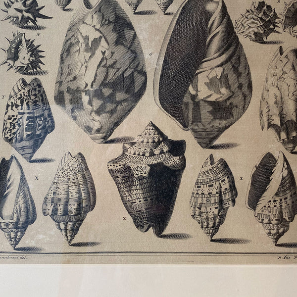 ANTONIO PAZZI after GIUSEPPE MENABUONI Engraving, Seashells (Plate 25)