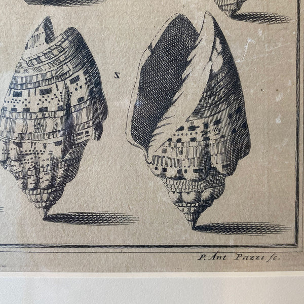 ANTONIO PAZZI after GIUSEPPE MENABUONI Engraving, Seashells (Plate 25)