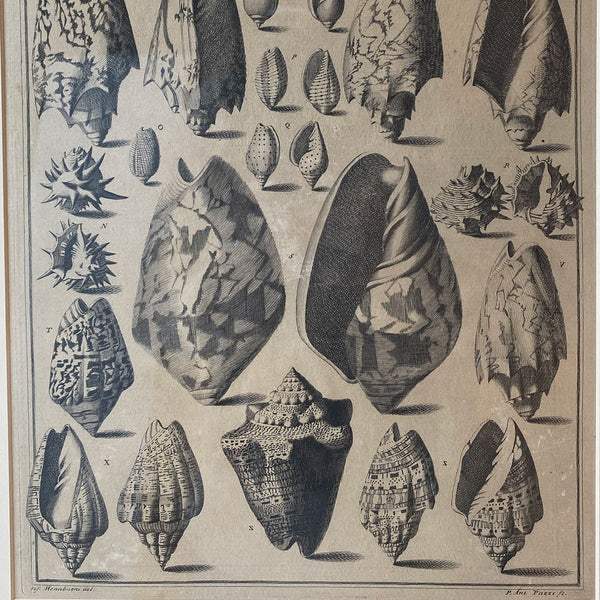 ANTONIO PAZZI after GIUSEPPE MENABUONI Engraving, Seashells (Plate 25)