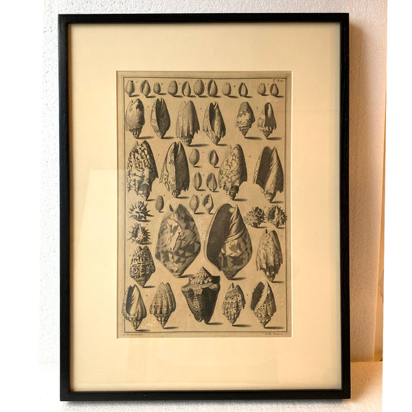 ANTONIO PAZZI after GIUSEPPE MENABUONI Engraving, Seashells (Plate 25)