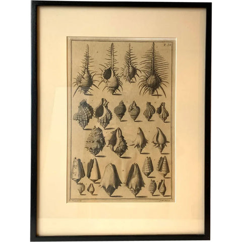 ANTONIO PAZZI after GIUSEPPE MENABUONI Engraving, Seashells (Plate 31)