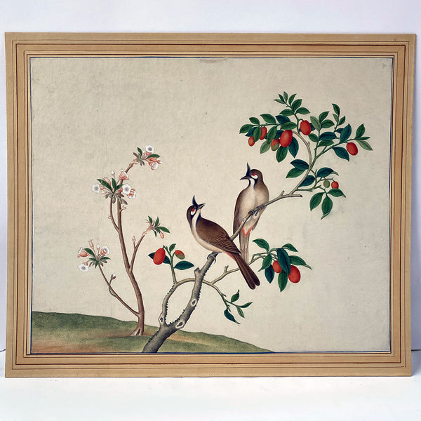 Indian Company School Watercolor Painting, Red-Whiskered Bulbul Birds