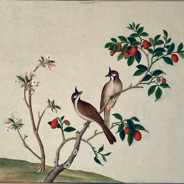 Indian Company School Watercolor Painting, Red-Whiskered Bulbul Birds