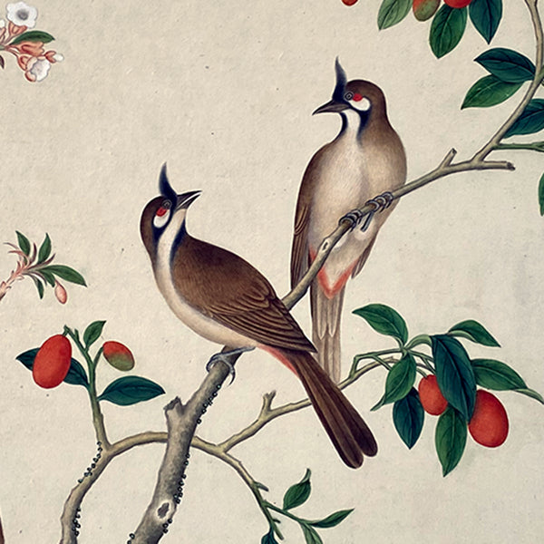 Indian Company School Watercolor Painting, Red-Whiskered Bulbul Birds