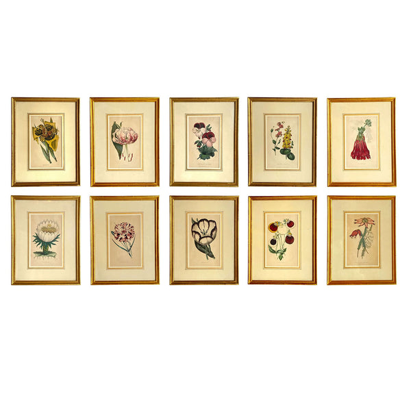 ALFRED ADLARD Colored Engraving, Florist's Journal Botanical, 3 Erica Flowers