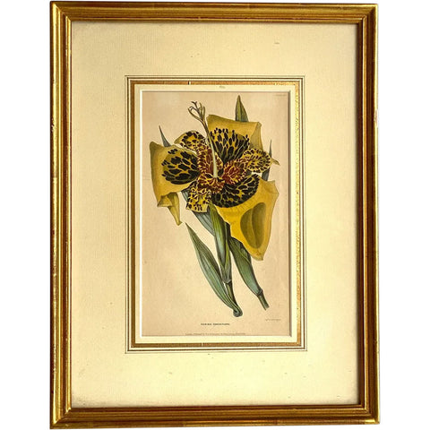 ALFRED ADLARD Colored Engraving, Florist's Journal, Tigridia Conchiflora