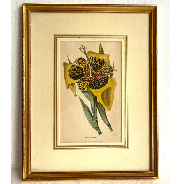 ALFRED ADLARD Colored Engraving, Florist's Journal, Tigridia Conchiflora
