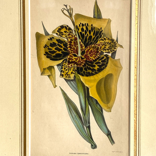 ALFRED ADLARD Colored Engraving, Florist's Journal, Tigridia Conchiflora