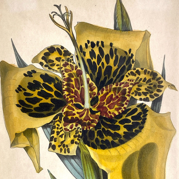 ALFRED ADLARD Colored Engraving, Florist's Journal, Tigridia Conchiflora