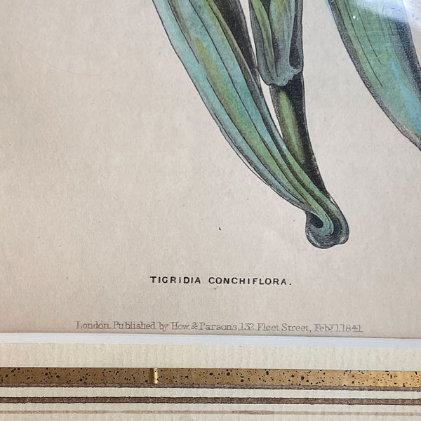 ALFRED ADLARD Colored Engraving, Florist's Journal, Tigridia Conchiflora