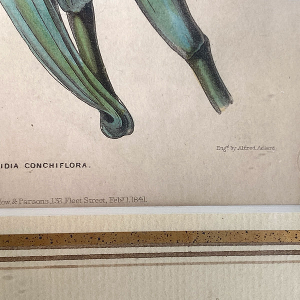 ALFRED ADLARD Colored Engraving, Florist's Journal, Tigridia Conchiflora