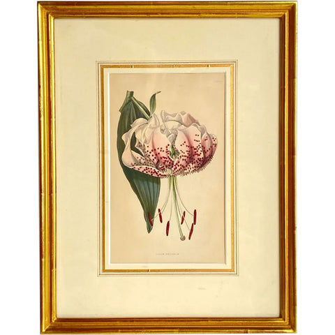 ALFRED ADLARD Colored Engraving, Florist's Journal, Lilium Speciosum
