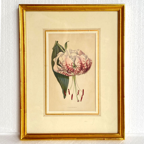 ALFRED ADLARD Colored Engraving, Florist's Journal, Lilium Speciosum