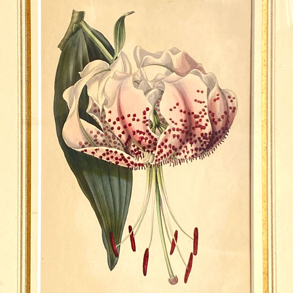 ALFRED ADLARD Colored Engraving, Florist's Journal, Lilium Speciosum