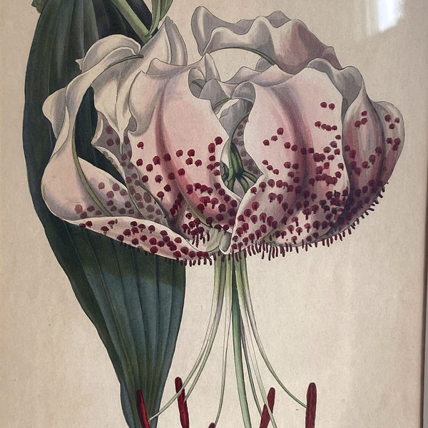 ALFRED ADLARD Colored Engraving, Florist's Journal, Lilium Speciosum