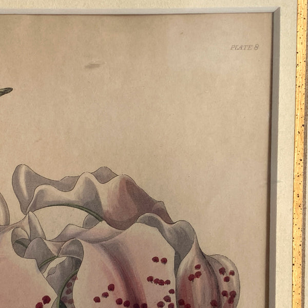 ALFRED ADLARD Colored Engraving, Florist's Journal, Lilium Speciosum