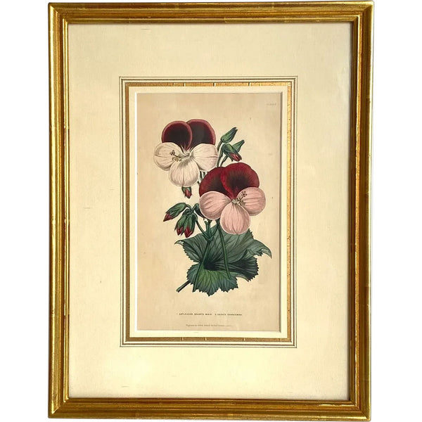 ALFRED ADLARD Colored Engraving, Florist's Journal, Gaine's Guardsman