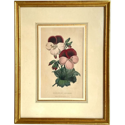 ALFRED ADLARD Colored Engraving, Florist's Journal, Gaine's Guardsman